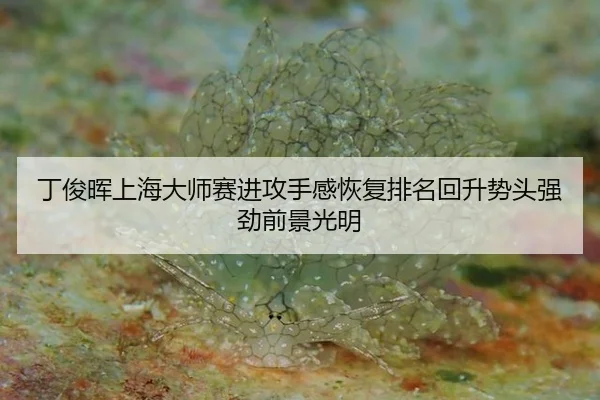 丁俊晖上海大师赛进攻手感恢复排名回升势头强劲前景光明